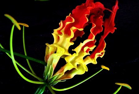 Gloriosa