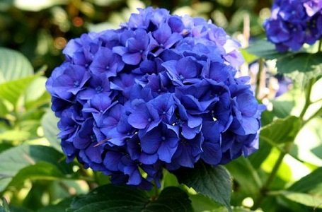 Hydrangea