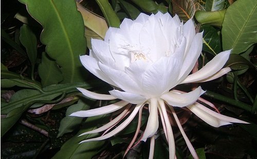 Kadupul Flower