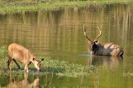 Kanha National Park, Madhya Pradesh