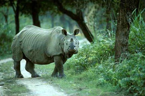 Kaziranga National Park, Assam