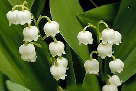 Lily of the Valley