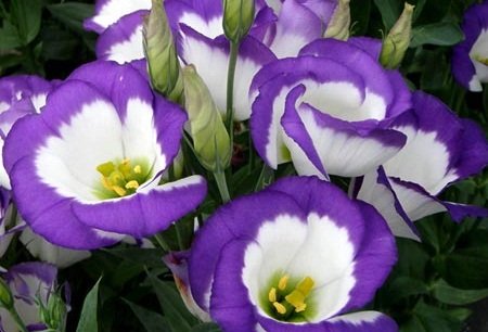 Lisianthus