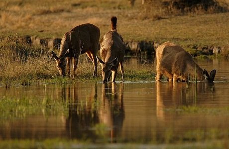 Pench national Park, Madhya Pradesh