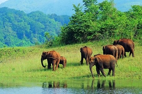 Periyar National Park, Kerala