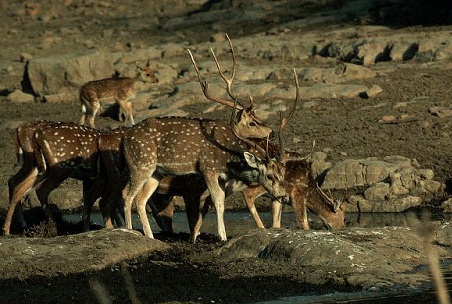 Ranthambore National Park, Rajasthan