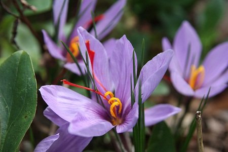 Saffron Crocus