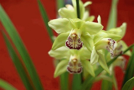 Shenzen Nongke Orchid