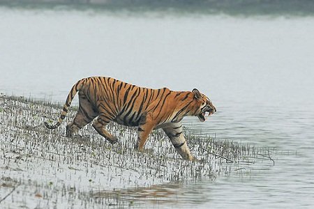 Sunderbans, West Bengal