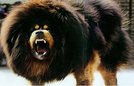 Tibetan Mastiff