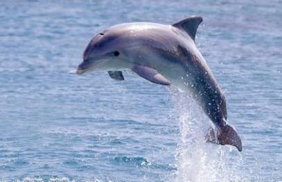 Dolphin