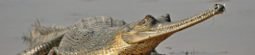 Gharial