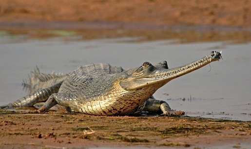 Gharial