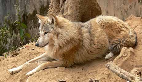 Himalayan Wolves