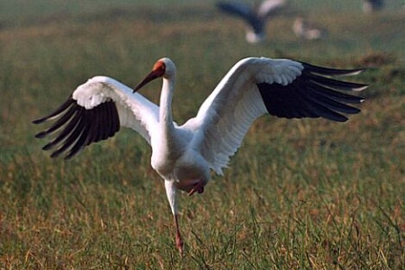 Siberian Crane