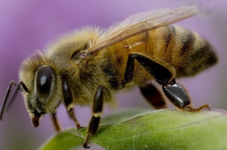 Africanized Honey Bee