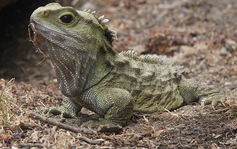 10 of the Longest Living Animals on Earth - World Blaze