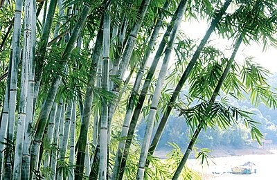 Bamboo