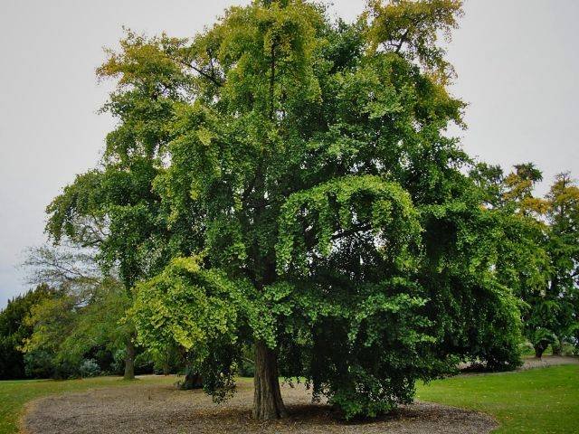 Ginkgo Biloba