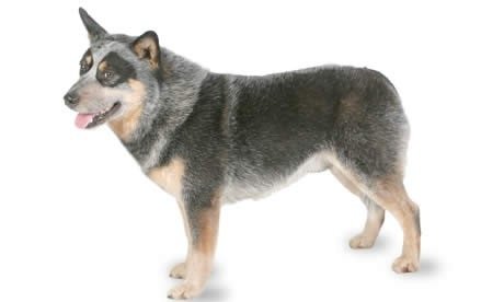 Australian Cattle Dog