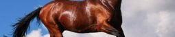 Top 10 Most Popular Horse Breeds in the World