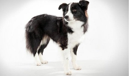 Border Collie