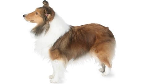 Shetland Sheepdog