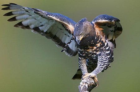 African Crowned Eagle