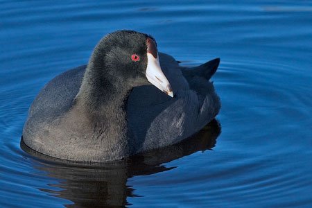 American Coot