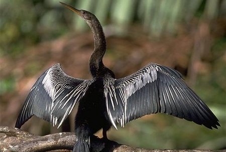 Anhinga