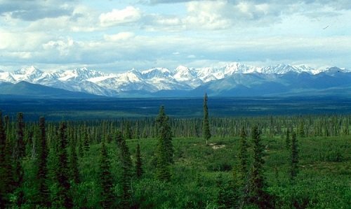Boreal Forest or Taiga