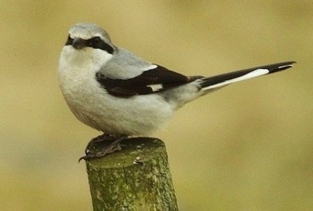 Great Gray Shrike