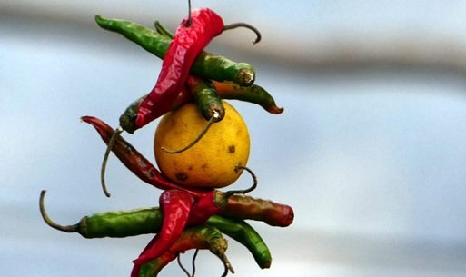 Hanging Lemon and Chilly