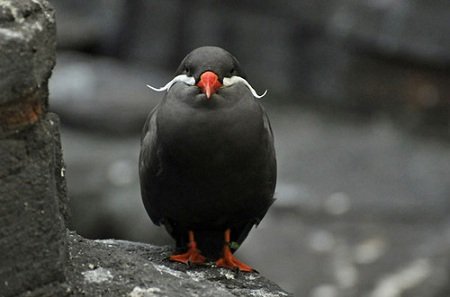 Inca Tern