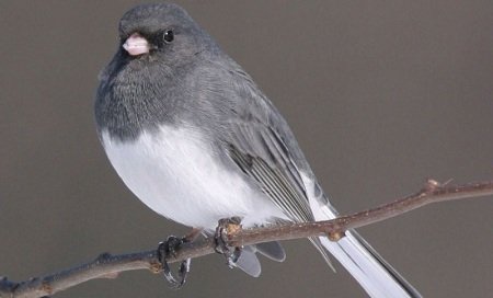 Junco