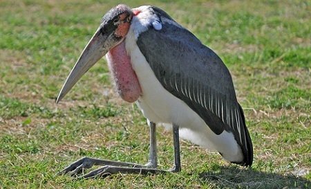 Marabou Stork