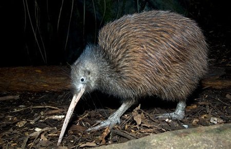 North Island Kiwi