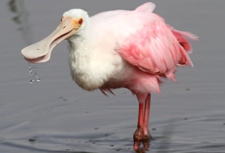 Spoonbill