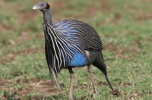 Vulturine Guinea Fowl