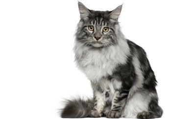 Maine Coon