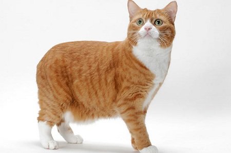 Manx