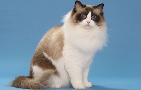 Ragdoll