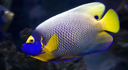 Blueface Angelfish