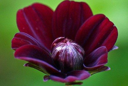 Chocolate Cosmos
