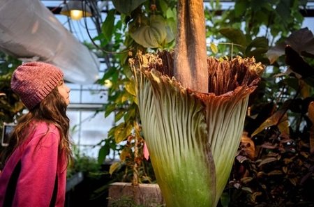 Corpse Flower