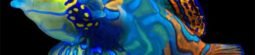 Mandarin Fish