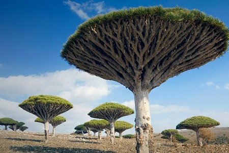 Socotra, Yemen