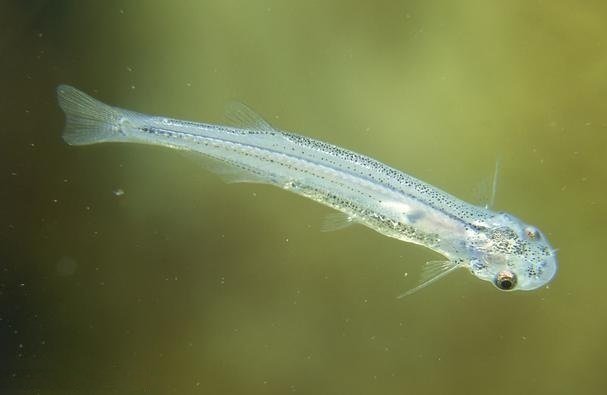 Vandellia Cirrhosa