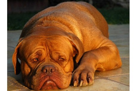 Dogue de Bordeaux