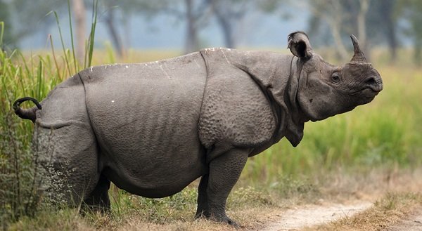 Indian Rhinoceros